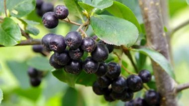 Chokeberry