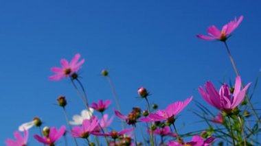Cosmea