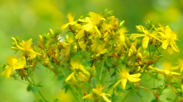 St Johns wort — Stockvideo