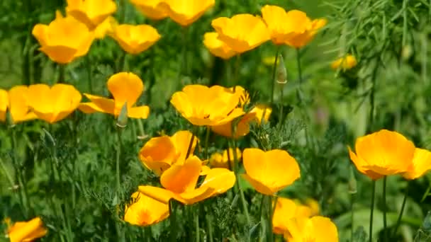 加州罂粟 — 图库视频影像