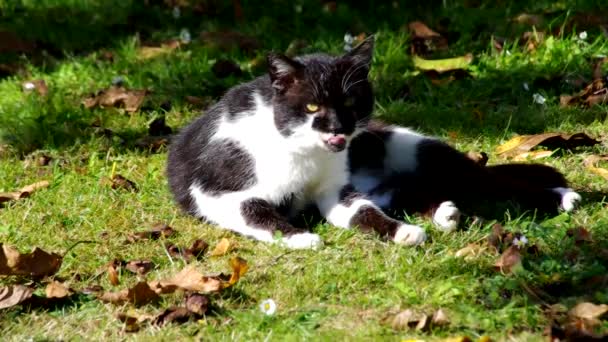 Kedi siyah ve beyaz — Stok video