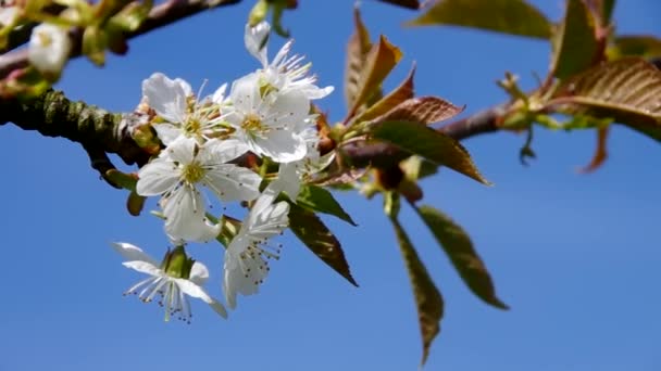 Flor de cerejeira — Vídeo de Stock