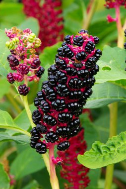 Pokeweed