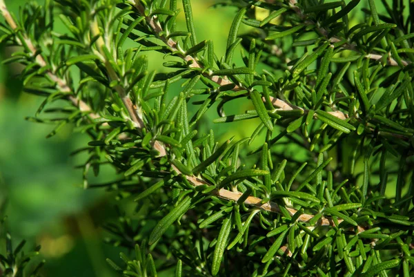 Rosemary — Stock Photo, Image