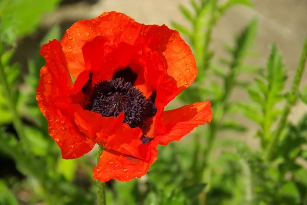 Oriental poppy — Stock Photo, Image