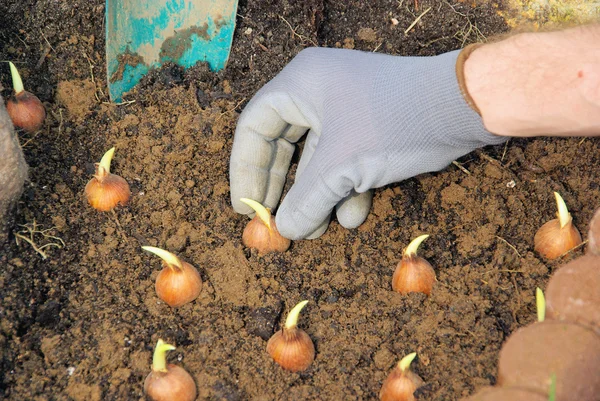 Bulb planting — Stock Photo, Image