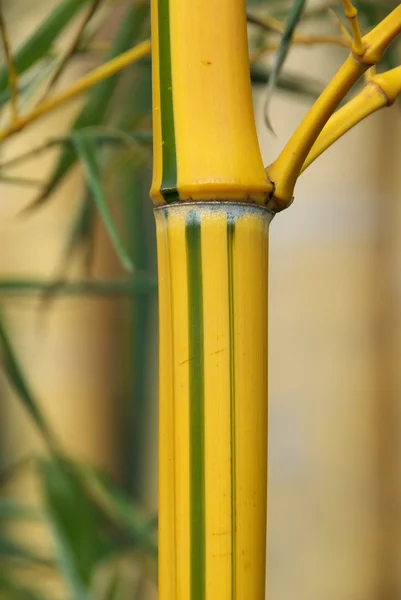 Bamboo — Stock Photo, Image