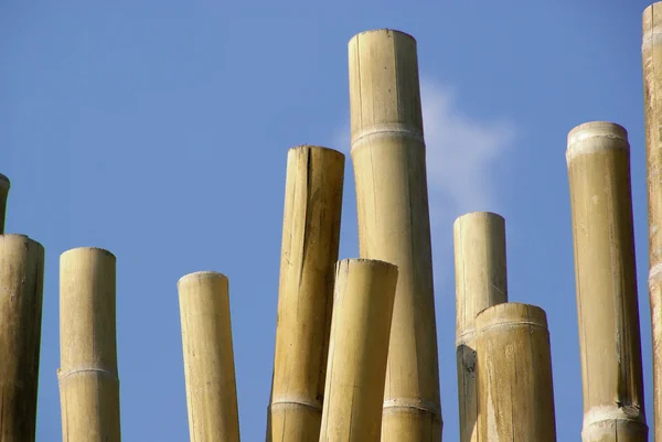 Cana de bambu — Fotografia de Stock