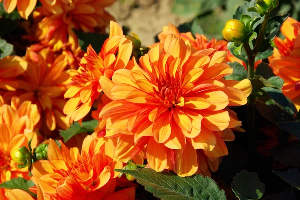 Dahlia — Stock Photo, Image