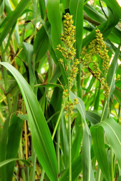 Milheto planta — Fotografia de Stock