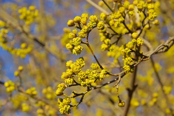 Gele kornoelje — Stockfoto