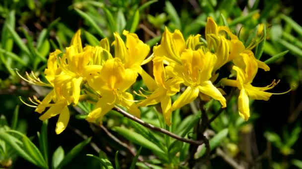 Azalea yellow — Stock Video