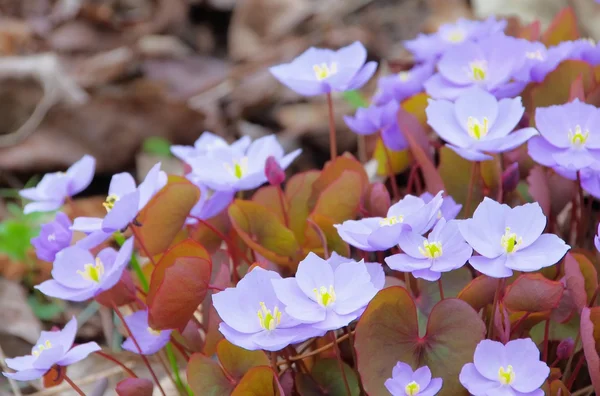 Hepatica nobilis — Stock Photo, Image