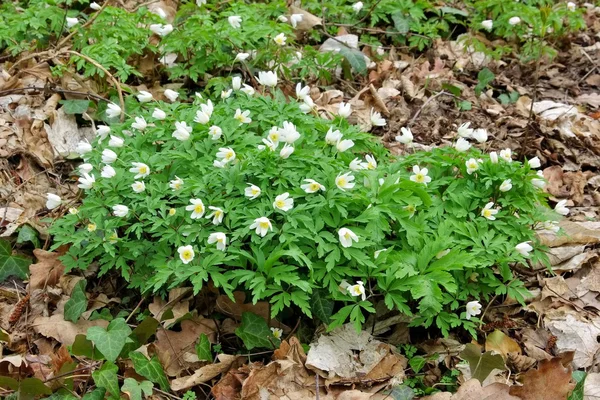 şakayık