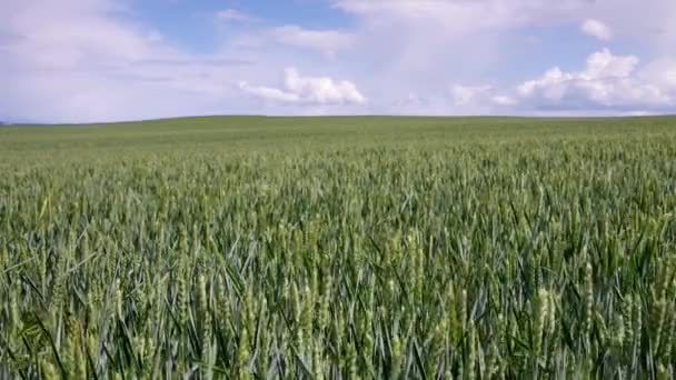 Campo de trigo — Vídeos de Stock