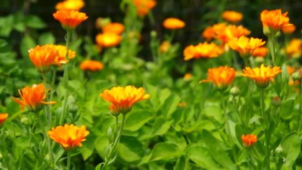 Calendula