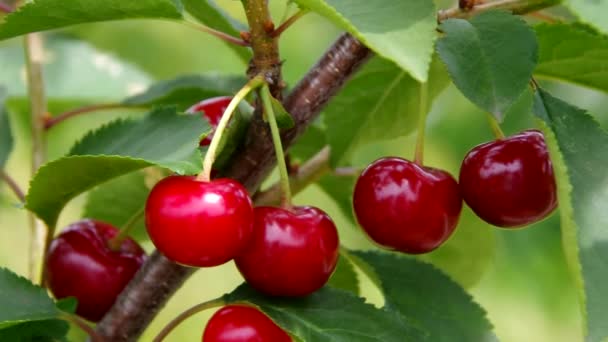 Cerises acides 