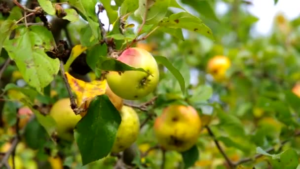 Manzana en árbol — Vídeo de stock