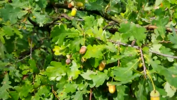 Grappe de feuilles de chêne — Video