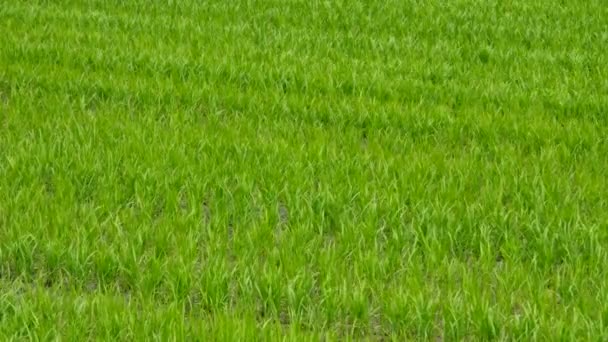 Rýžové pole — Stock video