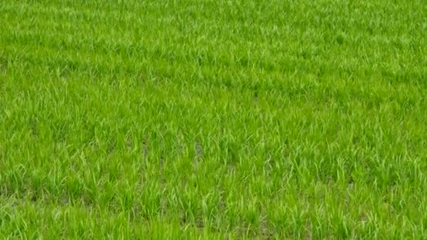 Champ de riz