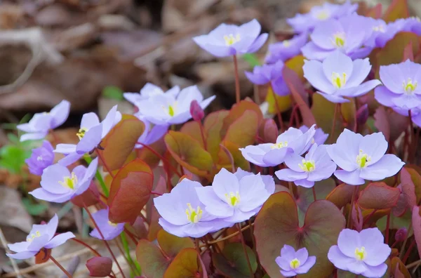 Hepatica nobilis — Stock Photo, Image