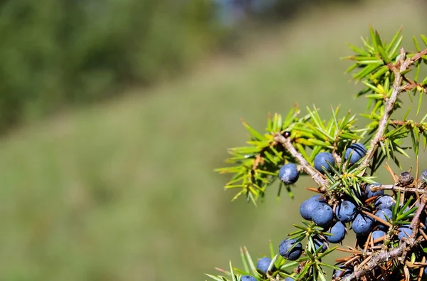 Juniper. — Fotografia de Stock