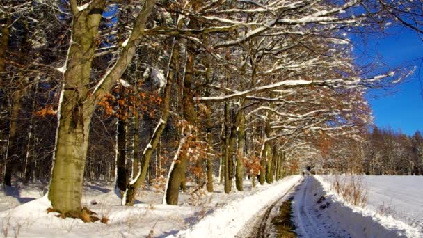 Trilha na floresta de inverno — Vídeo de Stock