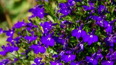 Lobelia