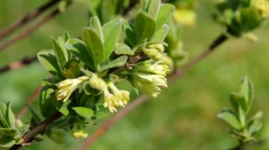 Lonicera kamtschatica