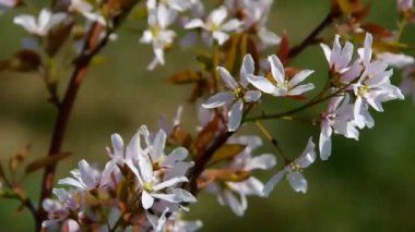 juneberry pralina