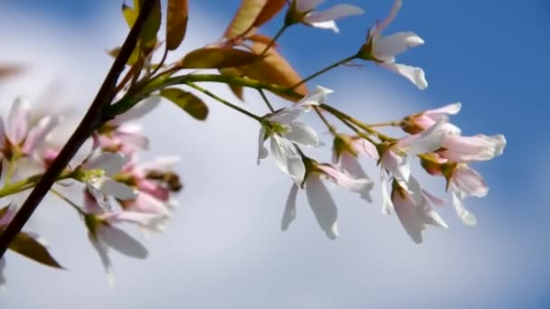 Juneberry Pralina — Stock Video