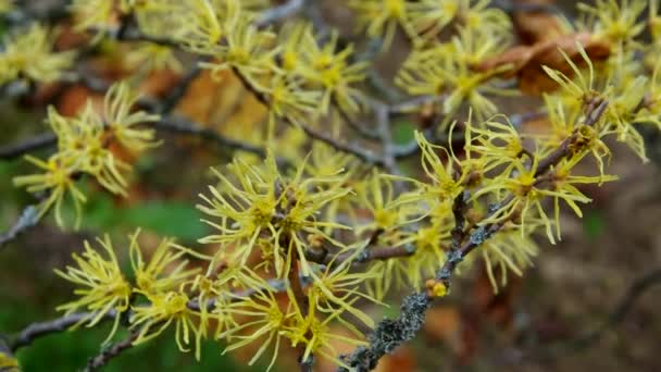 Hamamelis virginiana — Video Stock