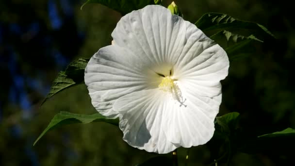 Hibisco — Vídeo de Stock