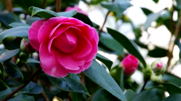 Japanese camellia — Stock Video