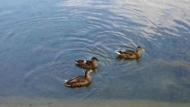 Feeding ducks — Stock Video