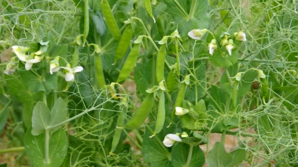 Plante de pois 