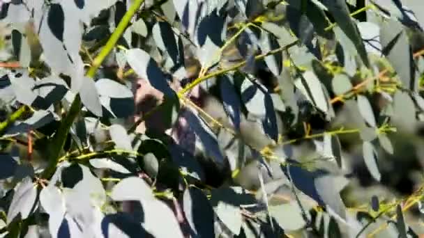 Eucalyptus — Video