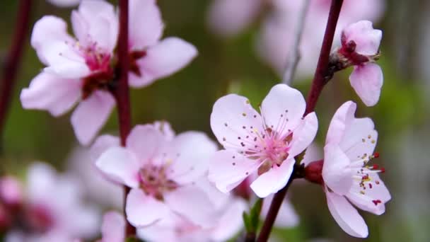 Flor de melocotón — Vídeos de Stock