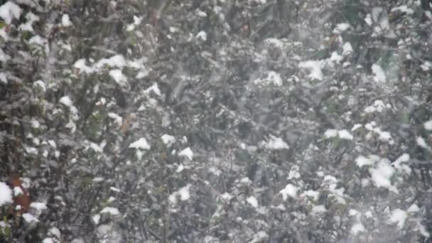 下雪了 — 图库视频影像