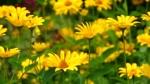 Marguerite Oxeye 