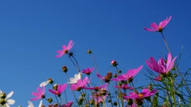 Cosmea