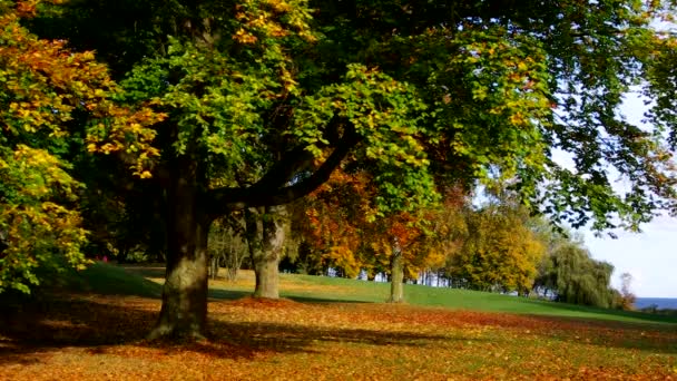 Faia árvore no outono — Vídeo de Stock