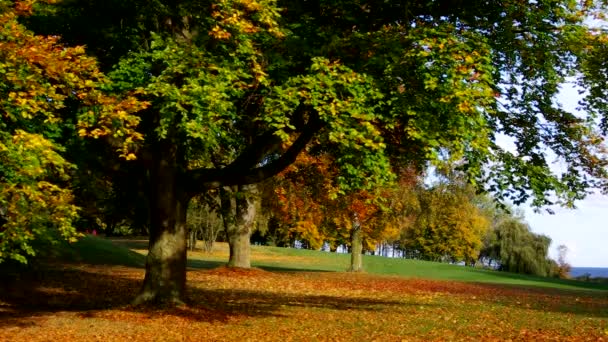 Beuken boom in de herfst — Stockvideo