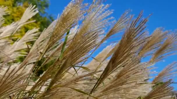 Chinese silver grass — Stock Video