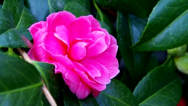 Japansk camellia – Stock-video
