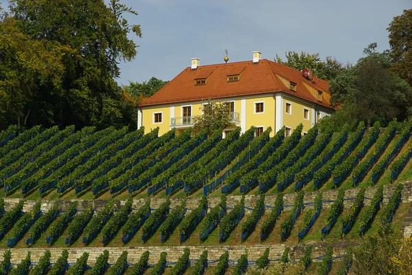 Dresden wijngaard — Stockfoto