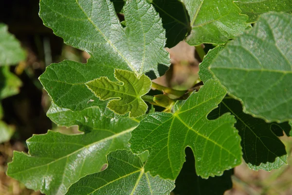 Frunză de smochin — Fotografie, imagine de stoc
