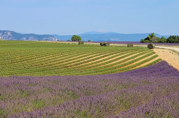 Lavender field harvest — Stock Photo, Image