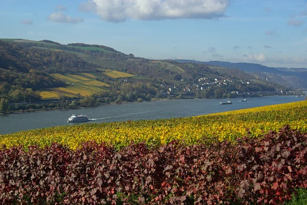 Rhein — Stok fotoğraf